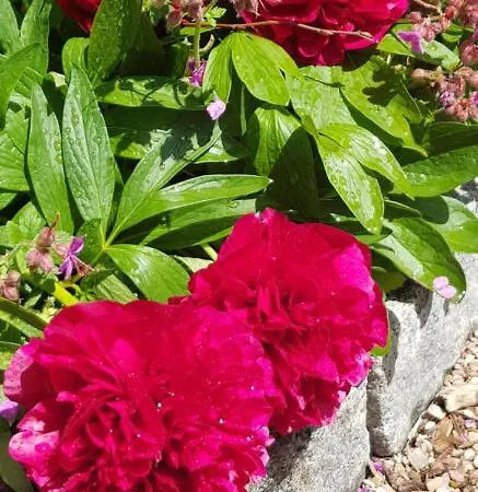 La Petite Maison * Bosroumois